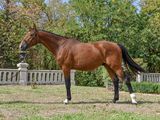 a horse that is standing in the grass near a fence