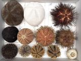 many different types of sea urchins in a box