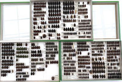 many different types of beetles on display in a display case