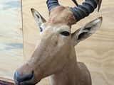 a statue of an antelope with horns on a rug
