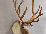 une tête de cerf empaillée accrochée au mur, avec ses bois
