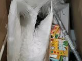 a cardboard box with a bunch of items inside of it