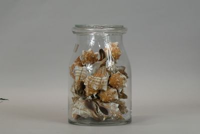 dried seashells in a glass jar on a white surface