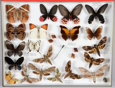 de nombreux types de papillons différents présentés dans une vitrine