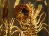 an image of a skeleton in a glass container