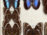 many butterflies in a display case on the wall