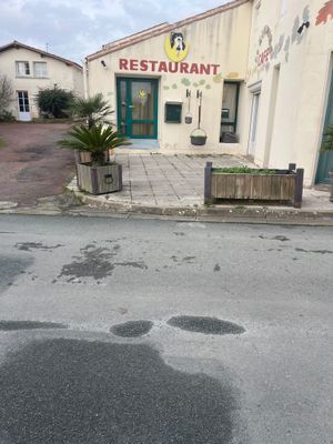 une plante en pot au milieu de la rue