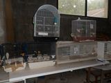 de nombreuses cages contenant des oiseaux, posées sur une table