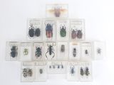 beaucoup d'insectes qui se trouvent dans une vitrine