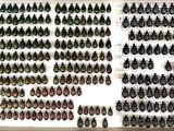 a display case filled with lots of different beetles on display