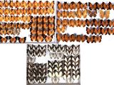 several different types of butterflies are displayed in a display case