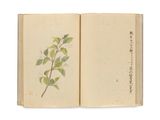 un livre ouvert sur lequel figure le dessin d'une plante