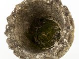 a moss growing in a stone vase on a white surface