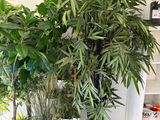 de nombreuses plantes en pot posées sur une table bleue dans une pièce