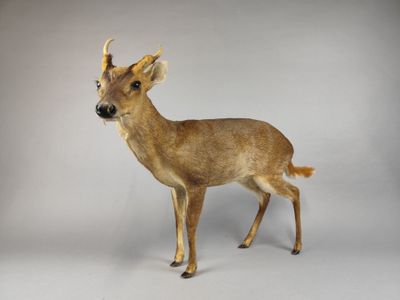 un faux cerf posé sur une surface blanche