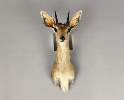 une tête d'antilope accrochée au mur d'une pièce