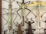 a lot of insects that are in a wooden frame