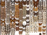 many different types of butterflies displayed in a display
