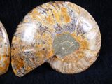 two fossilized ammonites are shown on a black surface