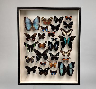 un cadre vitrine contenant une collection de papillons