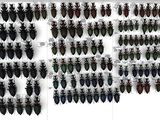 a white frame holds a display of beetles and other insects