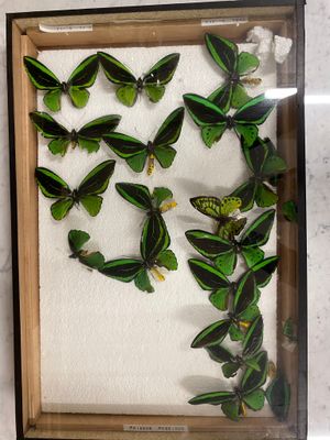 a picture of a display of green butterflies in a wooden frame