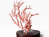 un corail rouge posé sur un socle en bois, sur fond blanc