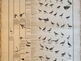 an old book with a bunch of birds on it ' s cover