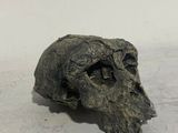 a close up of a skull on a white surface