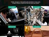 many pictures of a person in a car with a dog
