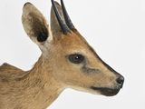 a deer that is standing in the snow with a white background