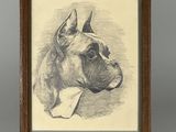 un vieux dessin représentant un chien de race boxer, dans un cadre en bois