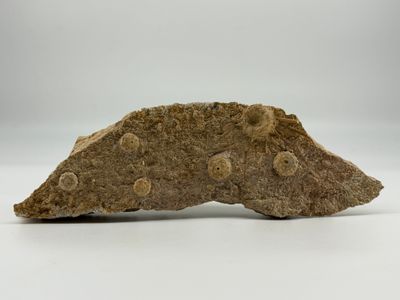 Fossiles. Plaque de six oursins Acrosalenia hemicidaroides.