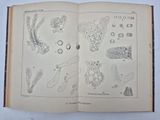 an open book with drawings of plants and animals on it