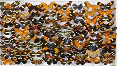 une boîte blanche remplie d'une multitude de papillons orange et noirs