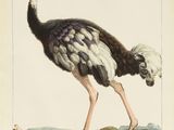 drawing of an ostrich standing in a field with its head down