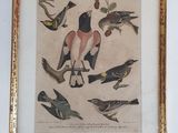 a picture of a group of birds in a gold frame