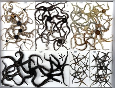 several different types of squids are displayed in a silver frame