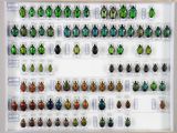 de nombreux coléoptères exposés dans une vitrine