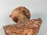 a piece of wood that has been cut in half