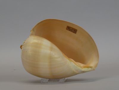 a shell that is sitting on a stand on a table