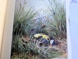 la photo d'un livre sur lequel figure un oiseau