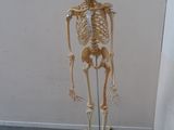 a skeleton that is standing on a stand in a room