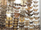 a lot of moths on display in a white box