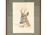 photo encadrée représentant un cerf avec des bois sur la tête
