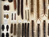 a lot of different types of insects on display