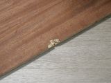 a small insect that is sitting on a wood floor