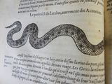 an old book with a drawing of a snake on it