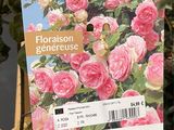 a card with a picture of a pink rose on it