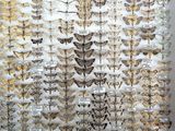 a white box filled with lots of different types of moths